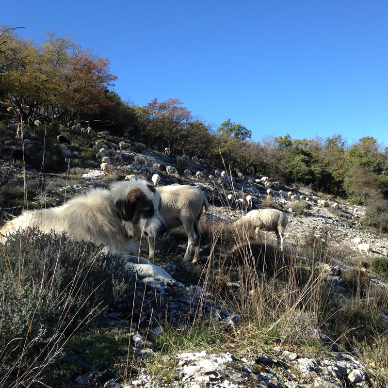 Réaliser un Plan d’Orientation Pastoral Intercommunal à l’échelle du Grand Parcours des Baous