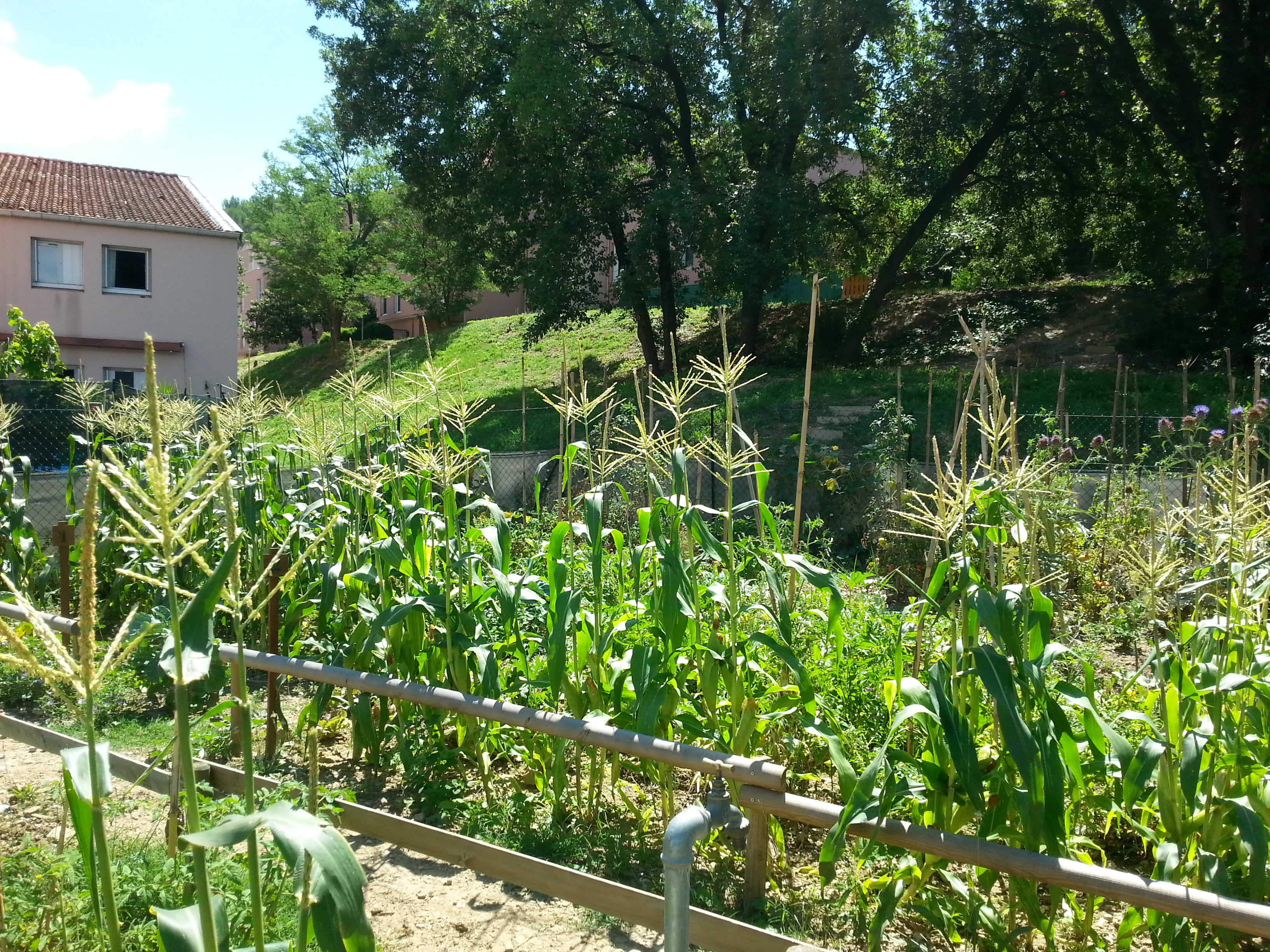 Jardin partagés Le Petit Lopin