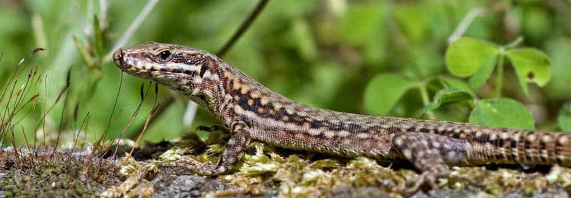 Formation CAPG Reptiles au jardin