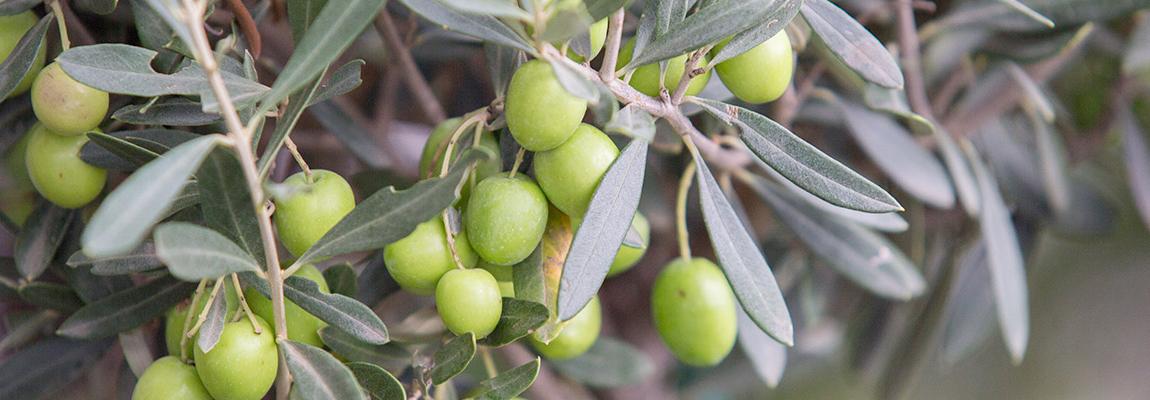 Formation taille olivier Pays de Grasse