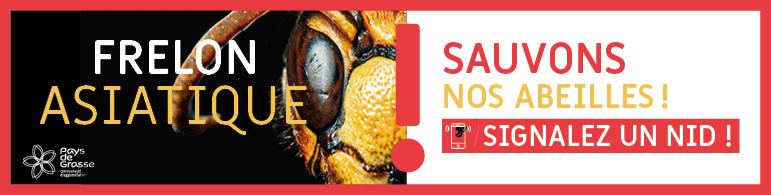 Frelon-asiatique-Pays de Grasse signalement