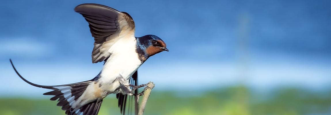 Sortie dans la peau d'une hirondelle CAPG