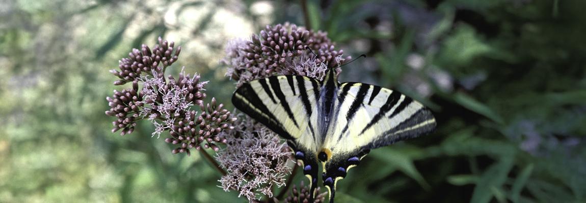 sortie nature faune mourachonne pays de grasse