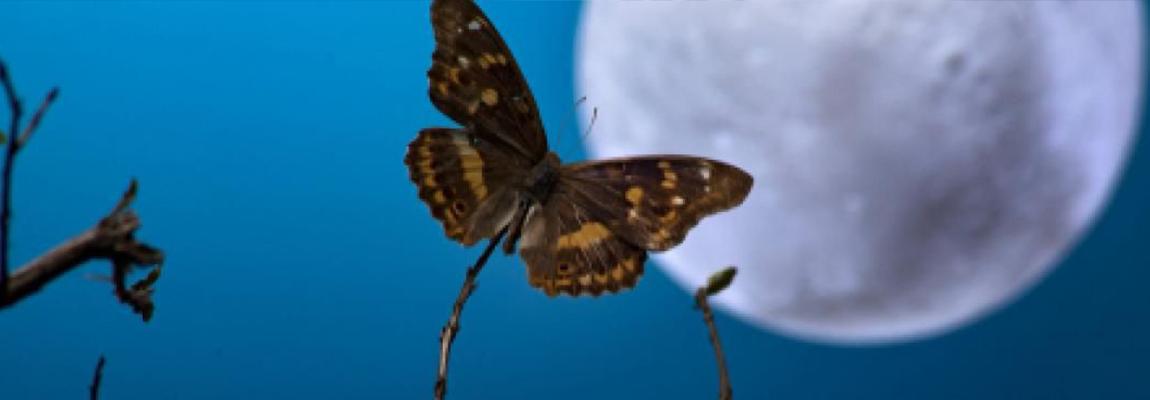 sortie nature insectes nocturnes