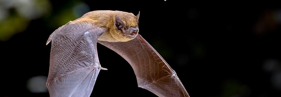 Nuit chauve souris pays de grasse