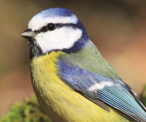 Sortie nature oiseaux de la Siagne pays de Grasse