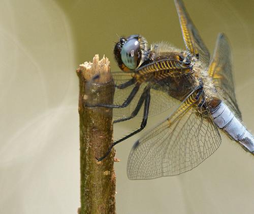 sortie-nature-libellules-pays-de-grasse