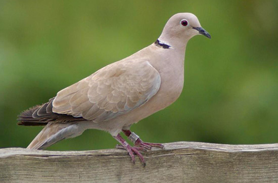 Tourterelle (turque et des bois)